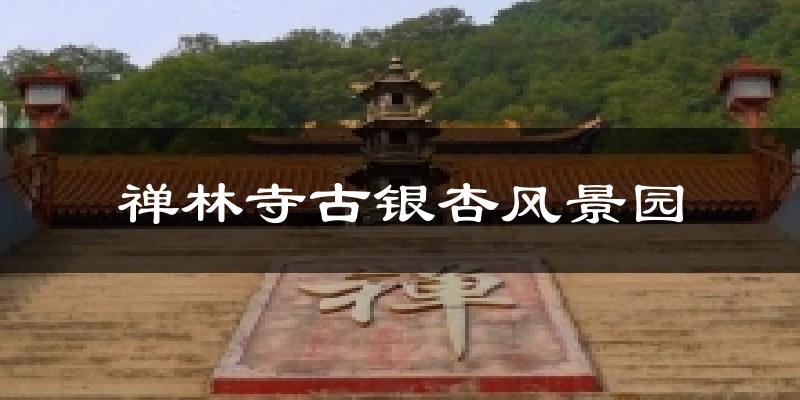 禅林寺古银杏风景园天气预报十五天