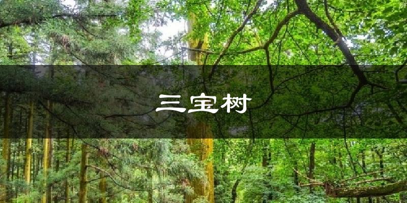 庐山三宝树天气预报未来一周
