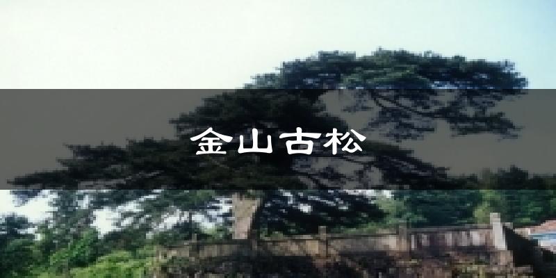 金山古松今日天气