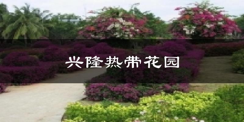 兴隆热带花园今日天气